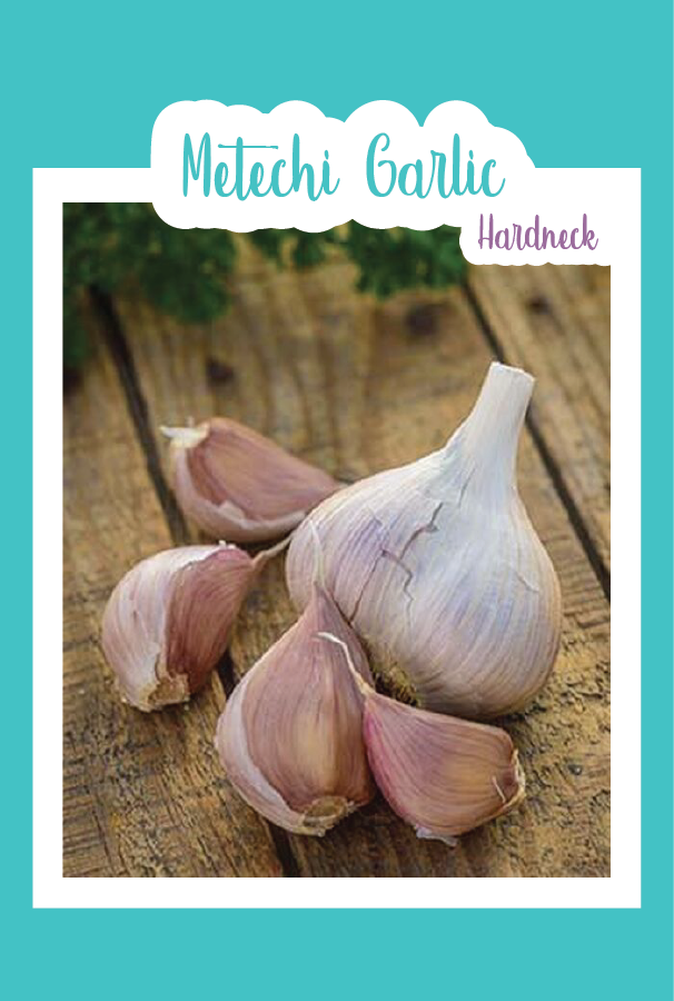 Organic Metechi Garlic (Hardneck)