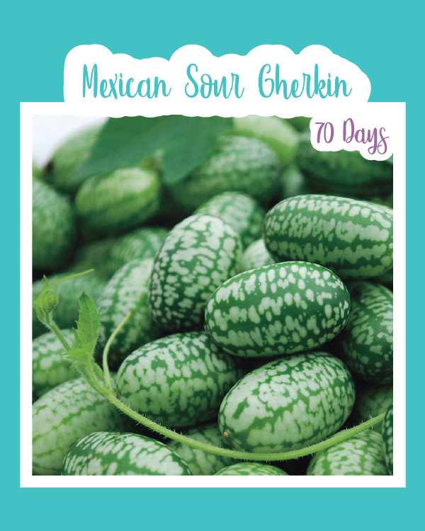 Mexican Sour Gherkin (Cucamelon)