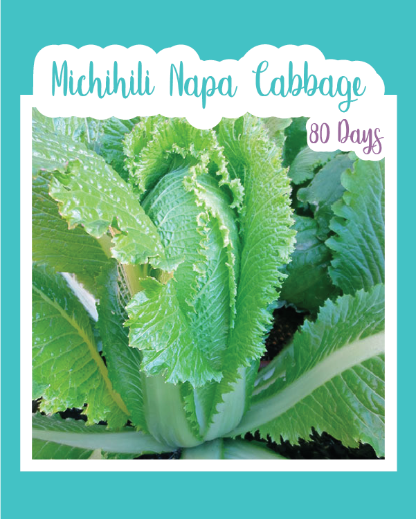 Michihili Napa Cabbage