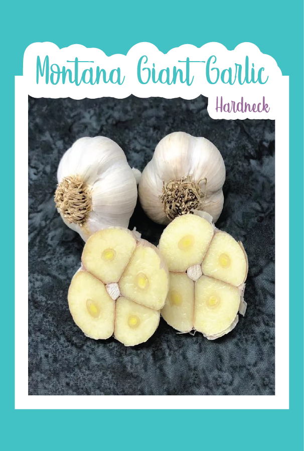Organic Montana Giant Garlic (Hardneck)