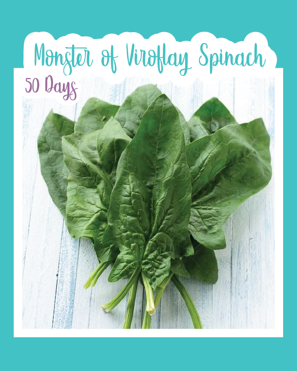 Monster of Viroflay Spinach