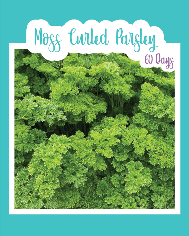 Moss Curled Parsley