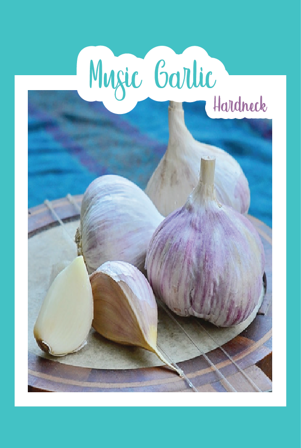 Organic Music Garlic (Hardneck)