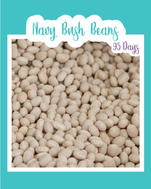 Navy Bush Bean