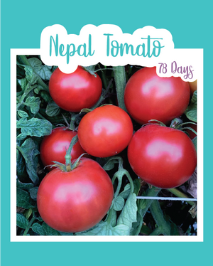 Nepal Tomato