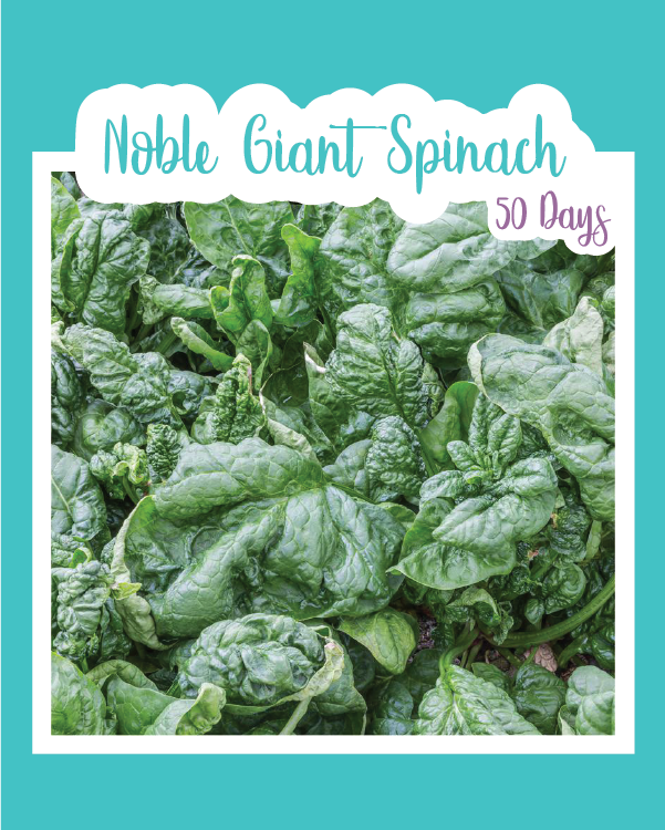 Noble Giant Spinach