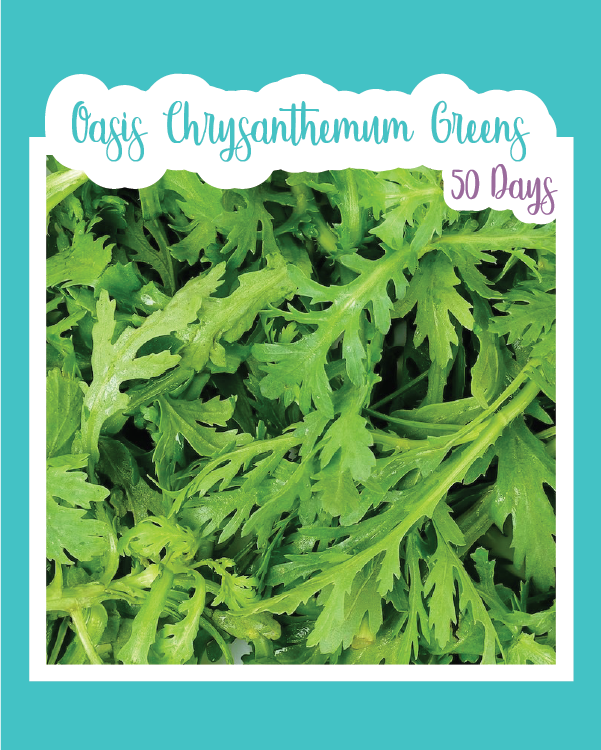 Oasis Chrysanthemum Greens