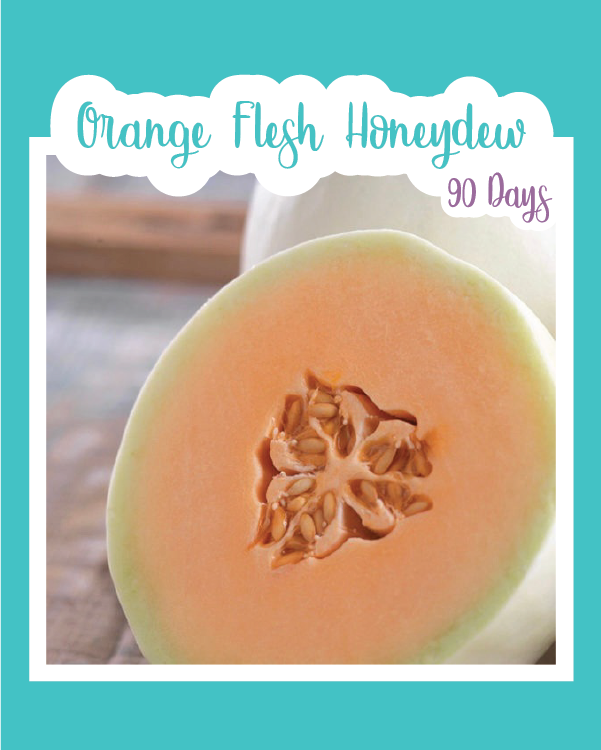 Orange Flesh Honeydew Melon  Seed Mail – Seed Mail Seed Co.