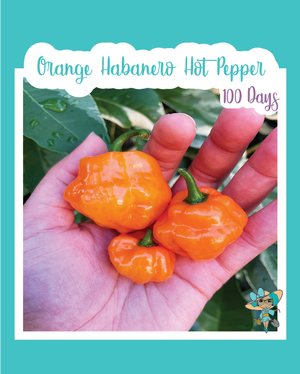 Orange Habanero Hot Pepper