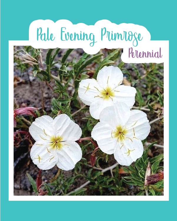Pale Evening Primrose
