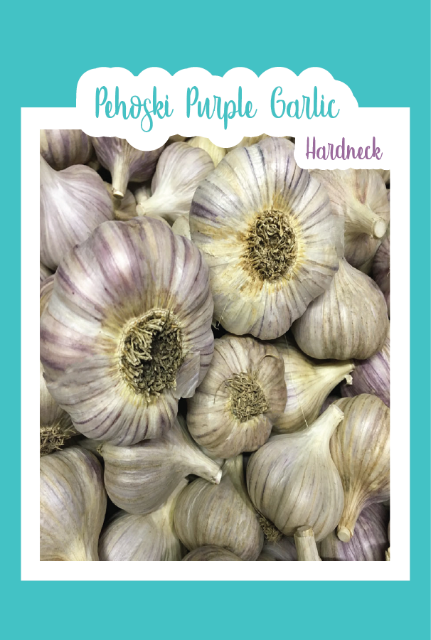Organic Pehoski Purple Garlic (Hardneck)