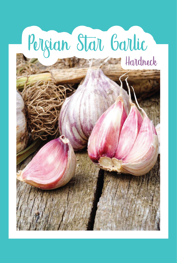 Organic Persian Star Garlic (Hardneck)