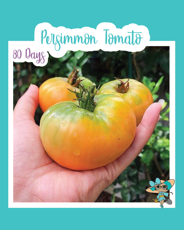 Persimmon Tomato