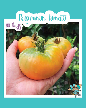 Persimmon Tomato
