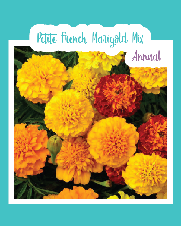 Petite French Marigold Mix