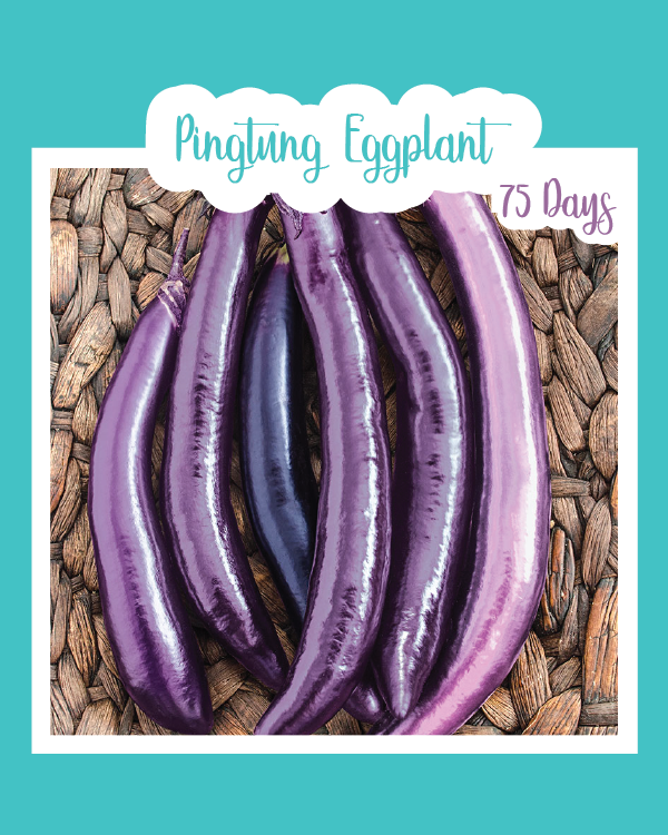 Pingtung Eggplant