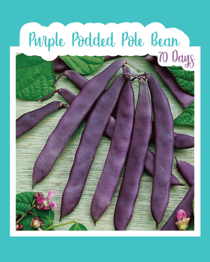 Purple Podded Pole Bean