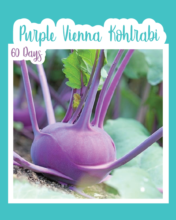 Purple Vienna Kohlrabi