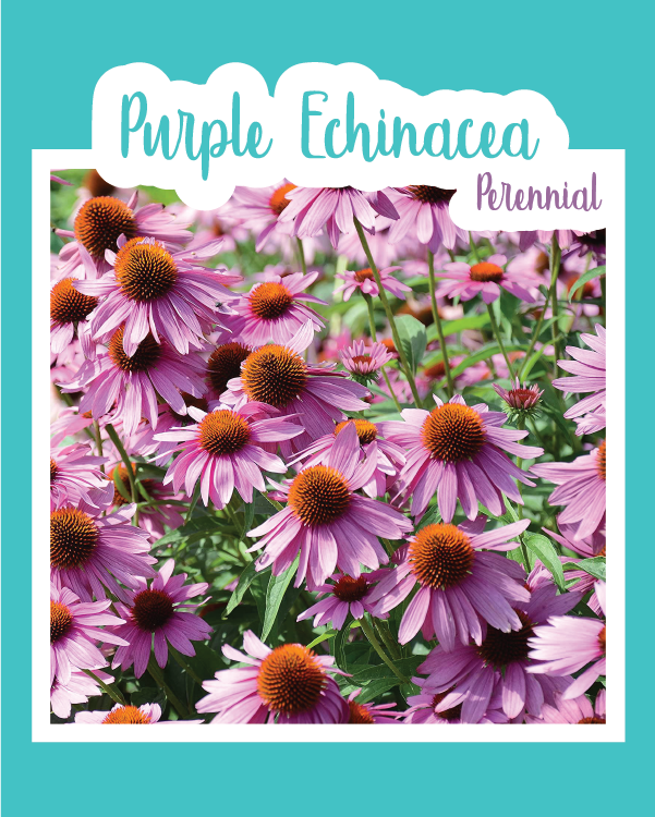 Purple Echinacea