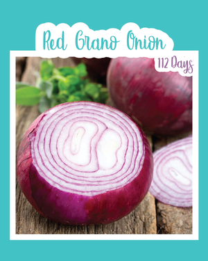 Red Grano Onion