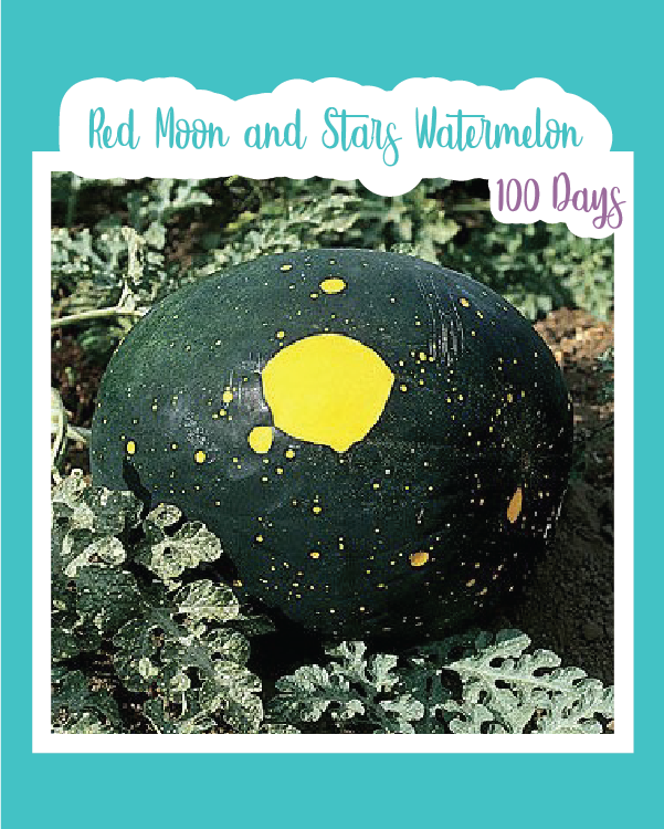 Red Moon and Stars Watermelon