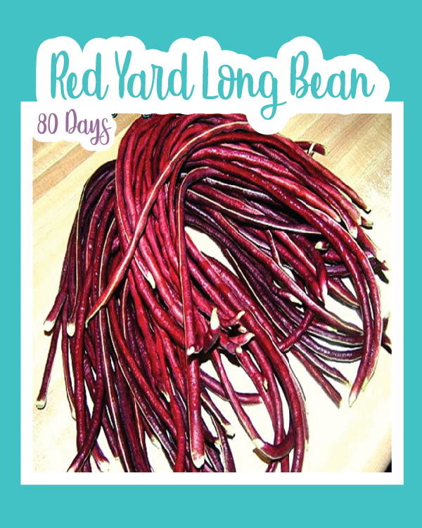 Red Yard Long Bean