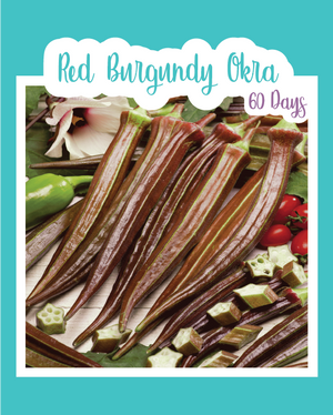 Red Burgundy Okra