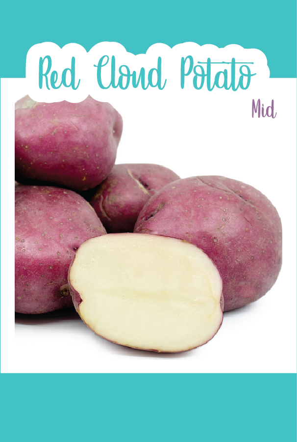 Organic Red Cloud Seed Potato (Mid)