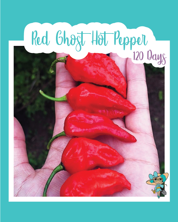 Red Ghost Hot Pepper (Bhut Jolokia)