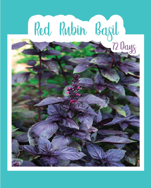 Red Rubin Basil