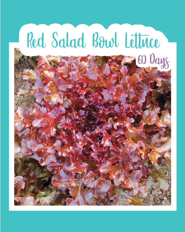 Red Salad Bowl Leaf Lettuce