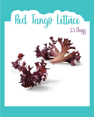 Red Tango Leaf Lettuce