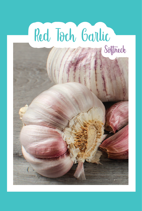 Organic Red Toch Garlic (Softneck)