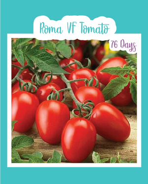 Roma VF Tomato