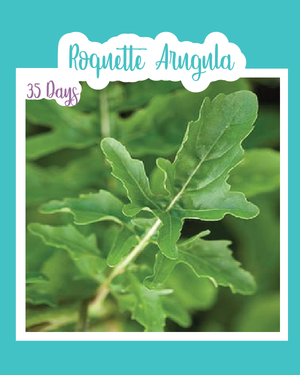 Roquette Arugula (Diplotaxis Tenuifolia)