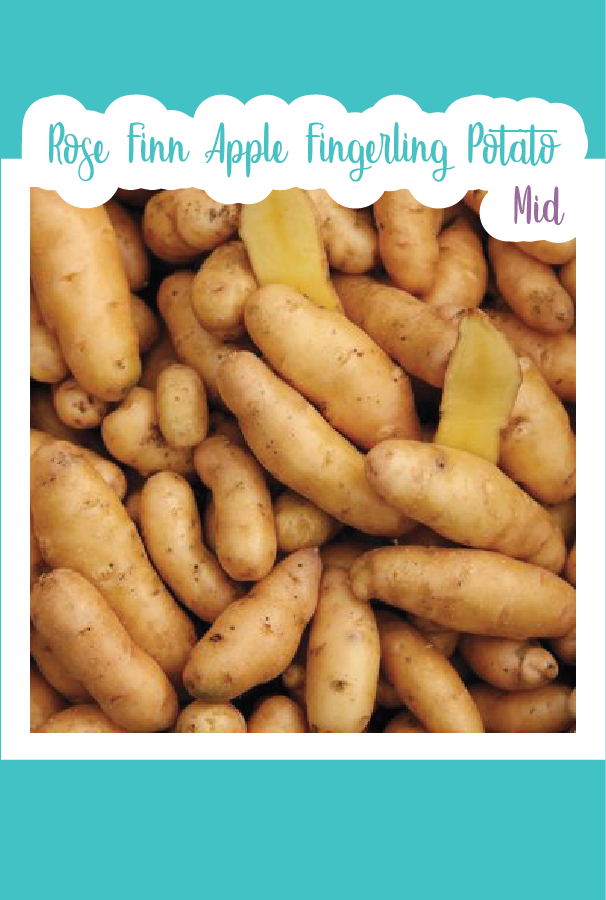 Organic Rose Finn Apple Fingerling Seed Potato (Mid)