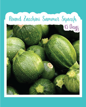 Round Zucchini (Summer Squash)