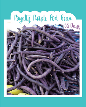 Royalty Purple Pod Bush Bean