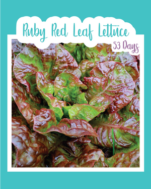 Ruby Red Leaf Lettuce