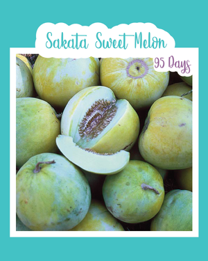 Sakata Sweet Melon