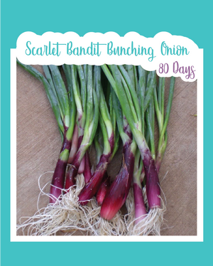 Scarlet Bandit Bunching Onion