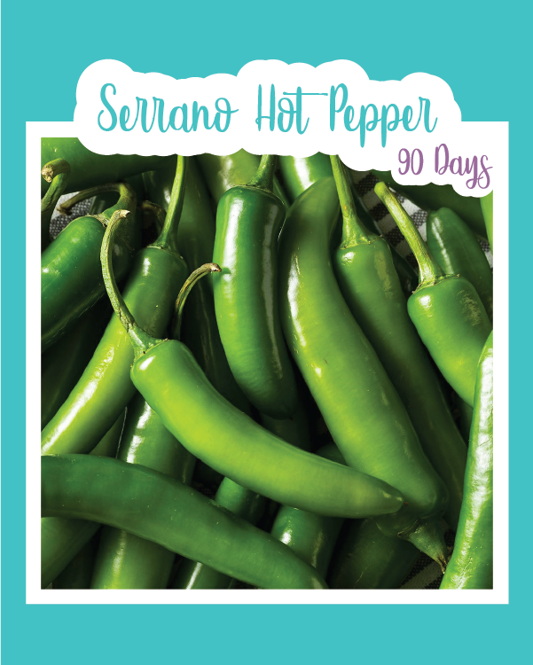 Serrano Hot Pepper