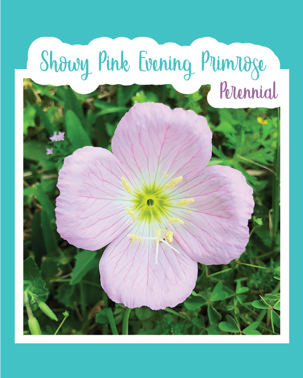 Showy Pink Evening Primrose (Lil Pinkies)