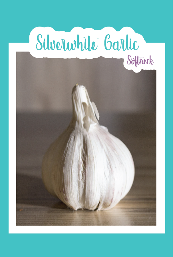 Organic Silverwhite Garlic (Softneck)