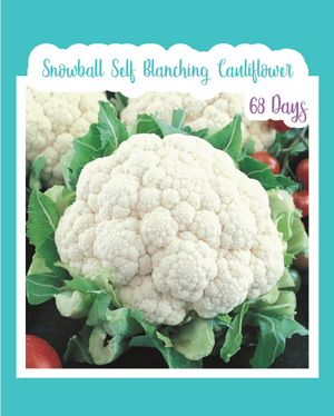 Snowball Self Blanching Cauliflower
