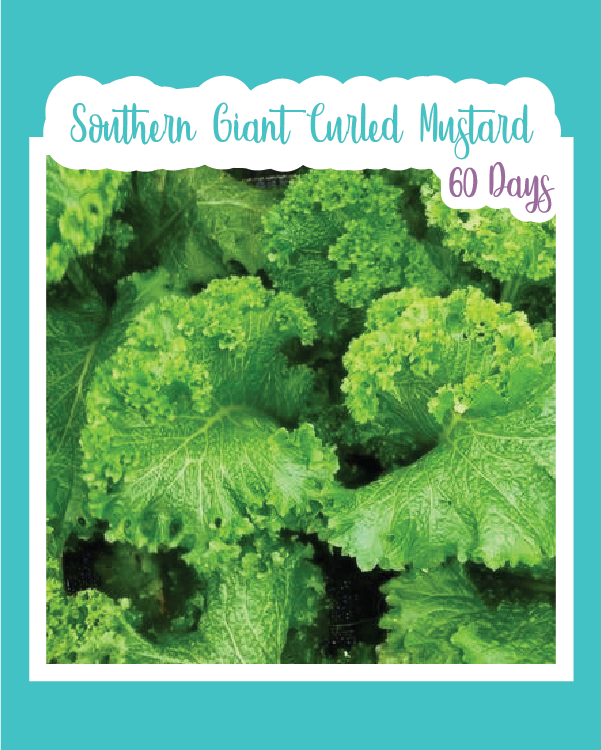 Southern Giant Curled Mustard