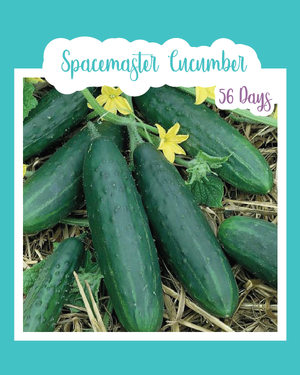 Spacemaster Cucumber