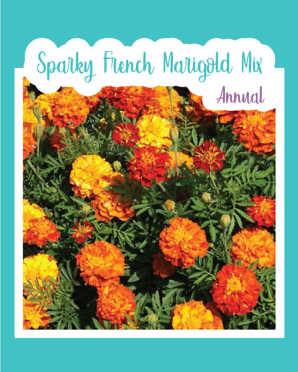 Sparky French Marigold Mix