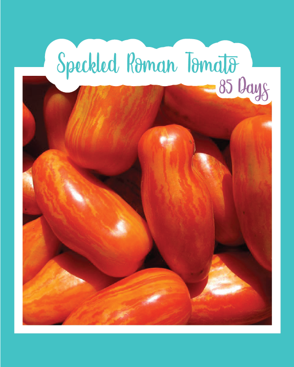 Speckled Roman Tomato