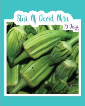 Star of David Okra